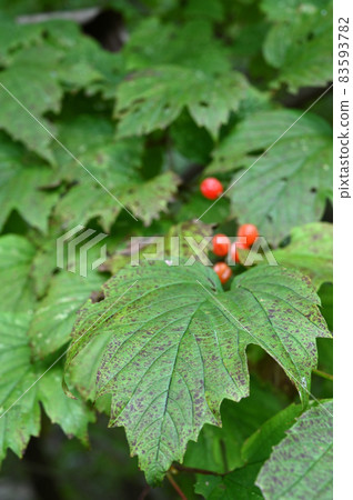 Tree: Guelder-rose, Moschatel family 83593782
