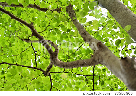 Tree: Ilex macropoda, Aquifoliaceae 83593806