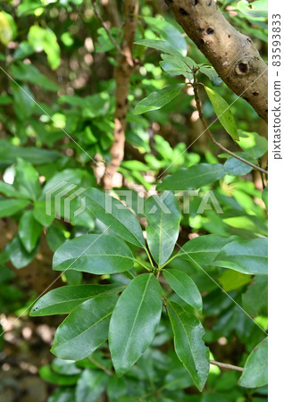 樹:Ezo Yuzuriha Yuzuriha家族 樹:Ezo Yuzuriha Yuzuriha家族 83593833