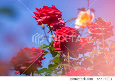 開花在花園裡的英國玫瑰 開花在花園裡的英國玫瑰 83594024