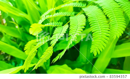 初夏綠色 83594357