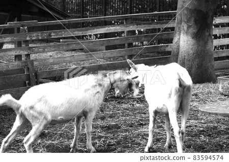 Goat quarrel Goat quarrel 83594574