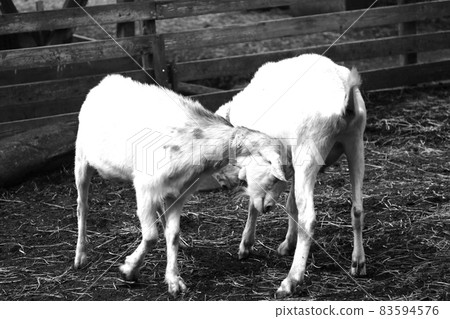 Goat quarrel Goat quarrel 83594576