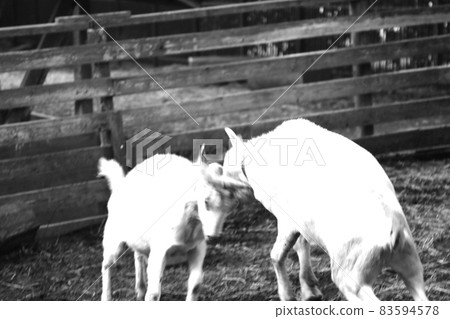 Goat quarrel Goat quarrel 83594578