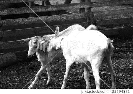 Goat quarrel after high emotions 83594581