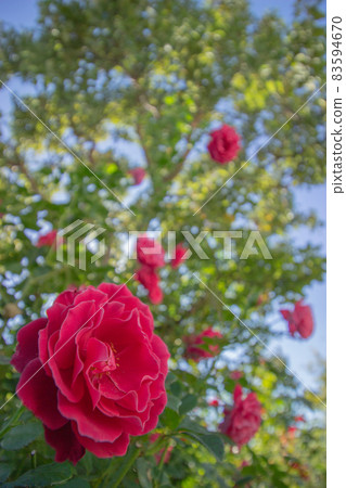 English roses in full bloom English roses in full bloom 83594670