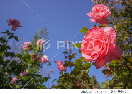 English Rose Garden English Rose Garden 83594674