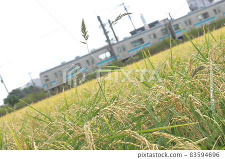 JR Sagami Line 205 Series 500 train running leisurely among golden rice ears_Photo taken on 10/10/2021 JR Sagami Line 205 Series 500 train running leisurely among golden rice ears_Photo taken on 10/10/2021 83594696