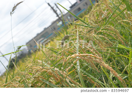 JR Sagami Line 205 Series 500 train running leisurely among golden rice ears_Photo taken on 10/10/2021 83594697