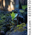 The power of nature 83594730