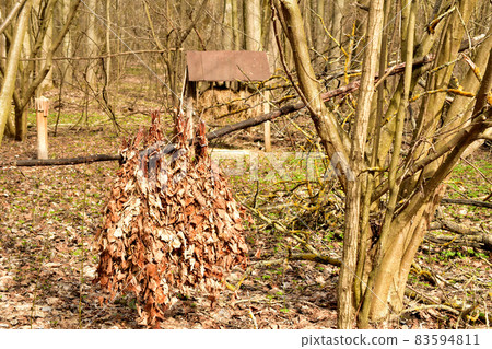 Moose feeder and branches with leaves harvested in summer for feeding wild animals. 83594811