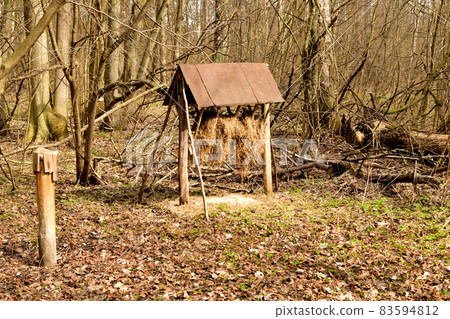 Moose feeder in the forest 83594812