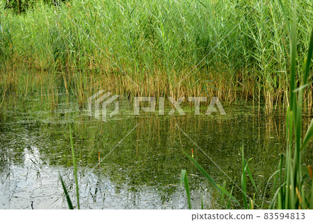 The lake is overgrown with reeds and two floats are floating on the surface. The lake is overgrown with reeds and two floats are floating on the surface. 83594813