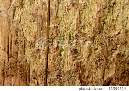 A tree trunk without bark damaged by bark beetles. A tree trunk without bark damaged by bark beetles. 83594814