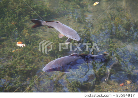在清澈的池塘里游泳的野鯉魚 83594917