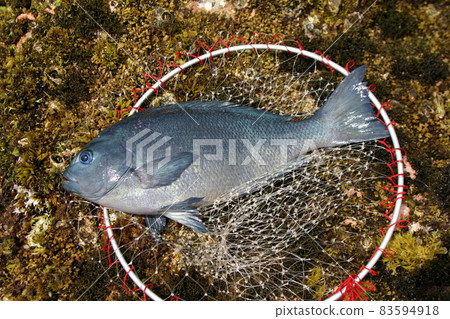 A black sea bream caught off the coast of Japan's Pacific Ocean at Zenisu Reef and a dip net. A black sea bream caught off the coast of Japan's Pacific Ocean at Zenisu Reef and a dip net. 83594918