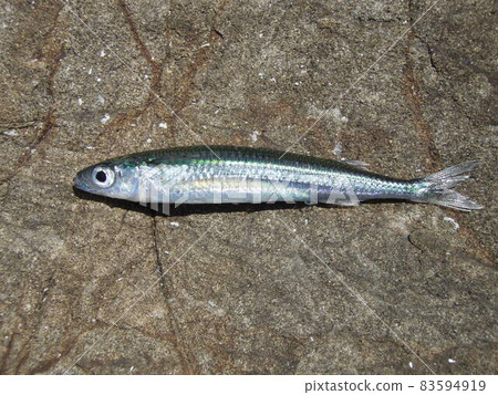 Cutout image of Japanese sardine on white background 83594919