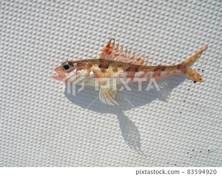 Side sample of the "Hime" fish caught 83594920