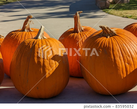 Close up shot of many pumpkins Close up shot of many pumpkins 83595032