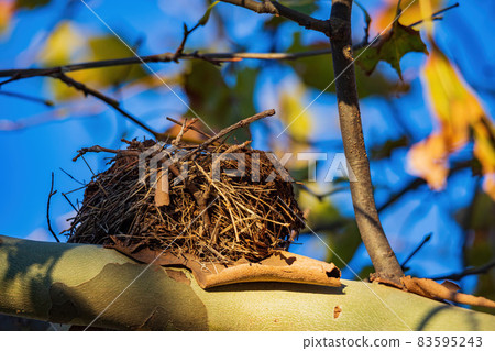 Close up shot of an empty bird nest 83595243