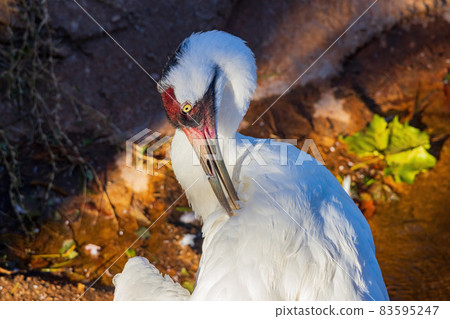 Close up shot of Whooping Crane Close up shot of Whooping Crane 83595247