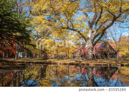北海道大學的秋葉 北海道大學的秋葉 83595260
