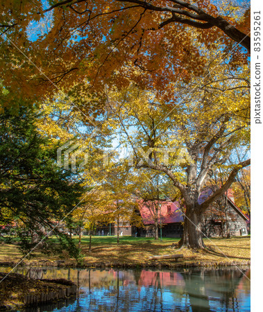 北海道大學的秋葉 83595261