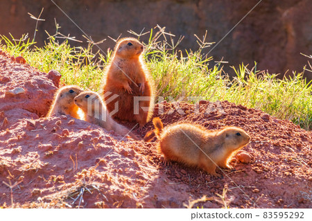 Close up shot of Prairie dog family Close up shot of Prairie dog family 83595292