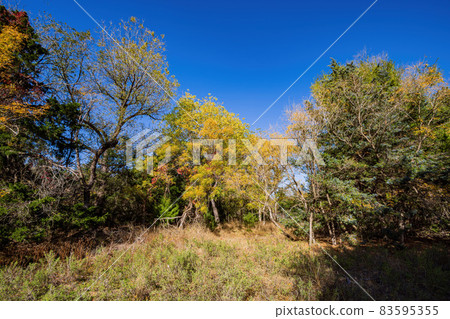 Sunny view of the landscape inside the Boiling Springs State Park 83595355