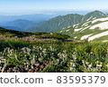 Dainichidake和Leontopodium japonicum 83595379