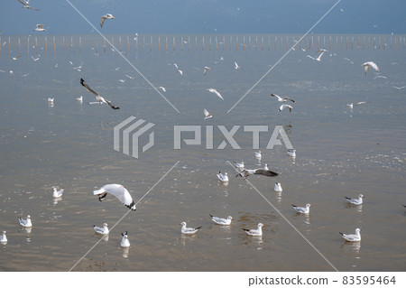Seagulls live in the sea, flying and floating on surface 83595464