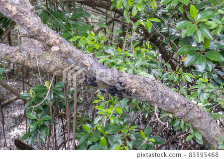 A fungus that grows on a long dead tree A fungus that grows on a long dead tree 83595468