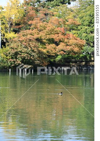 Park pond 14 83595555