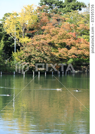 Park pond 15 83595556