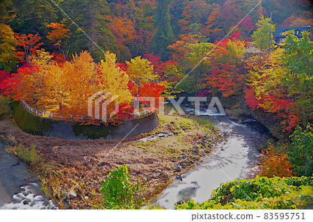 Taking autumn leaves while taking a walk Taking autumn leaves while taking a walk 83595751