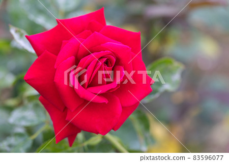 玫瑰 玫瑰 83596077