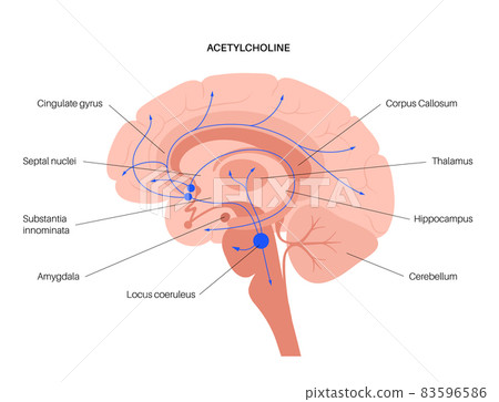 Acetylcholine cholinergic pathway Acetylcholine cholinergic pathway 83596586