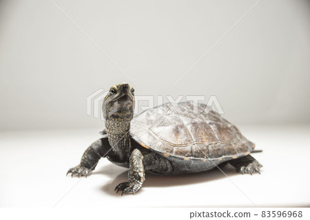 Turtle, Reeve's turtle, Japanese pond turtle, hybrid 83596968