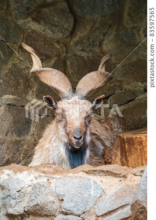 Close-up portrait of Markhor, Capra falconeri, wild goat native to Central Asia, Karakoram and the Himalayas Close-up portrait of Markhor, Capra falconeri, wild goat native to Central Asia, Karakoram and the Himalayas 83597565