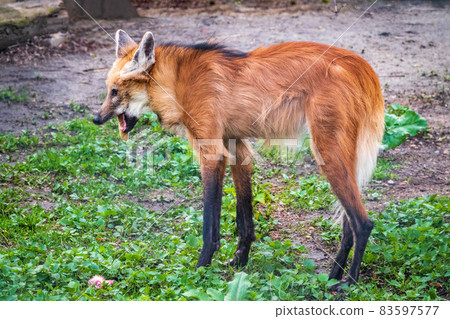Maned wolf, Chrysocyon brachyurus, walking in the grass Maned wolf, Chrysocyon brachyurus, walking in the grass 83597577