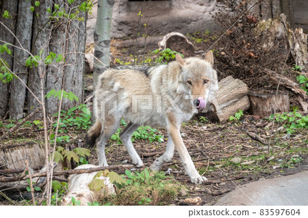 Gray wolf in forest on the green grass. The wolf, Canis lupus Gray wolf in forest on the green grass. The wolf, Canis lupus 83597604