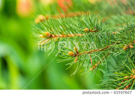 Fir branches with fresh shoots in spring. 83597607