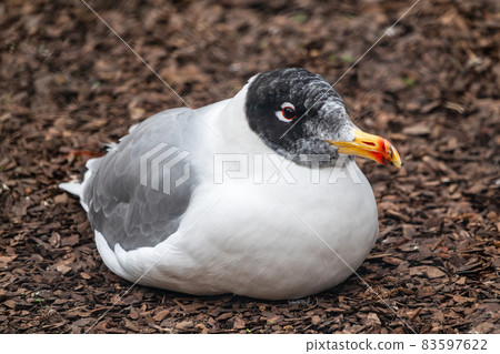 Pallas's gull, Ichthyaetus ichthyaetus, also known as the great black-headed gull sitting on the ground at nest Pallas's gull, Ichthyaetus ichthyaetus, also known as the great black-headed gull sitting on the ground at nest 83597622