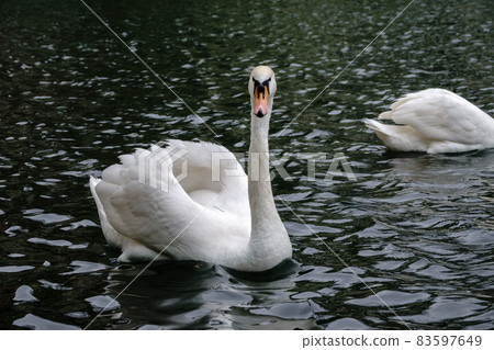 A graceful white swan swimming on a lake with dark water. The white swan is reflected in the water A graceful white swan swimming on a lake with dark water. The white swan is reflected in the water 83597649
