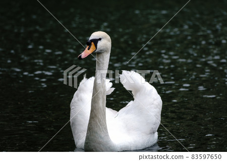A graceful white swan swimming on a lake with dark water. The white swan is reflected in the water A graceful white swan swimming on a lake with dark water. The white swan is reflected in the water 83597650