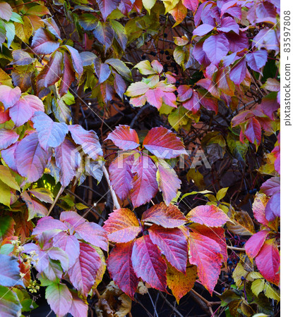 Multicolored leaves of wild or maiden grapes (Latin. Parthenocissus) in autumn Multicolored leaves of wild or maiden grapes (Latin. Parthenocissus) in autumn 83597808