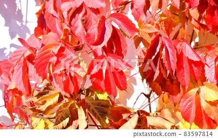 Multicolored leaves of wild or maiden grapes (Latin. Parthenocissus) in autumn Multicolored leaves of wild or maiden grapes (Latin. Parthenocissus) in autumn 83597814