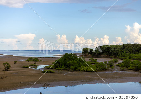 Goyoshi River Mangrove Goyoshi River Mangrove 83597856