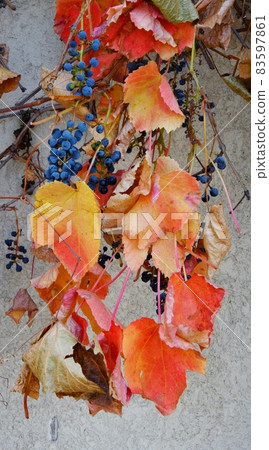 Multicolored leaves of wild or maiden grapes (Latin. Parthenocissus) in autumn 83597861