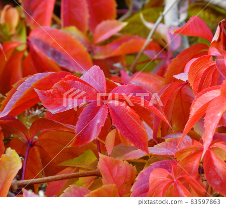 Multicolored leaves of wild or maiden grapes (Latin. Parthenocissus) in autumn Multicolored leaves of wild or maiden grapes (Latin. Parthenocissus) in autumn 83597863